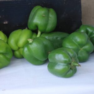 Green Bell Pepper